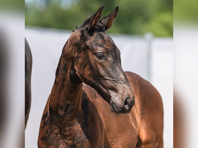 Westphalian Stallion Foal (06/2024) Bay-Dark in Münster-Handorf