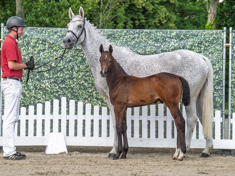Westphalian Stallion Foal (05/2025) Bay-Dark in M&#xFC;nster-Handorf