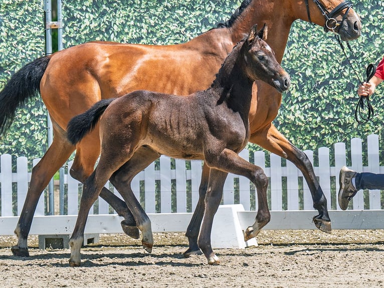 Westphalian Stallion  Bay-Dark in M&#xFC;nster Handorf