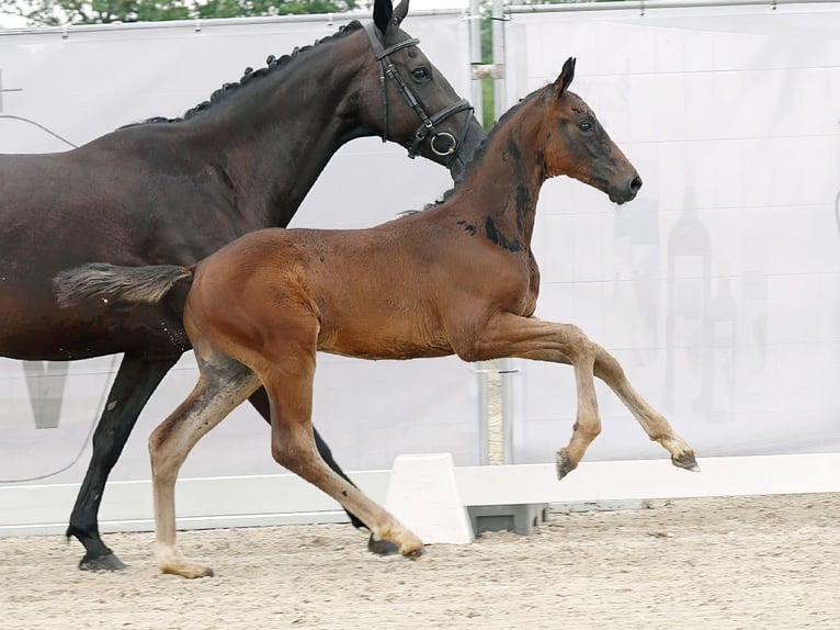 Westphalian Stallion Foal (04/2023) Bay-Dark in Münster-Handorf