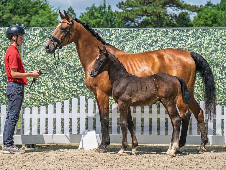 Westphalian Stallion  Bay-Dark in M&#xFC;nster Handorf