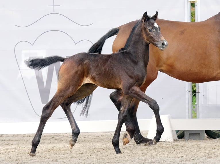 Westphalian Stallion Foal (07/2023) Bay-Dark in Münster-Handorf