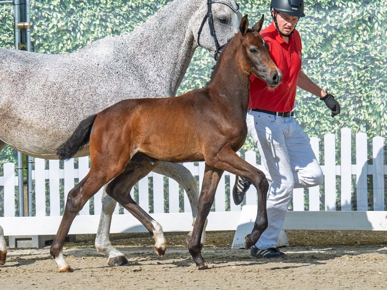 Westphalian Stallion Foal (05/2025) Bay-Dark in M&#xFC;nster-Handorf
