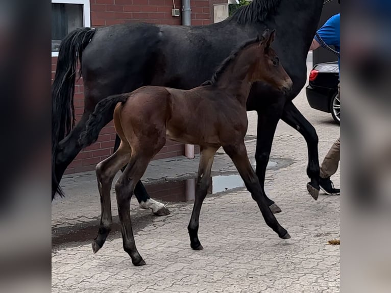 Westphalian Stallion  Bay in Münster
