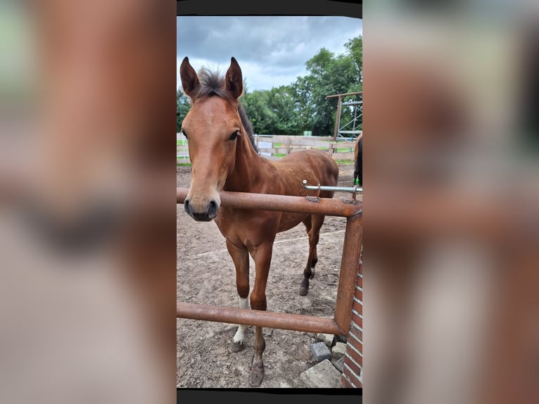 Westphalian Stallion Foal (03/2025) Bay in Twist