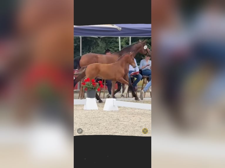 Westphalian Stallion Foal (03/2025) Bay in Twist