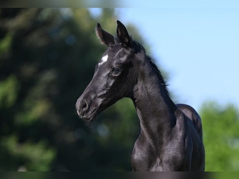 Westphalian Stallion  Black in Reichenwalde