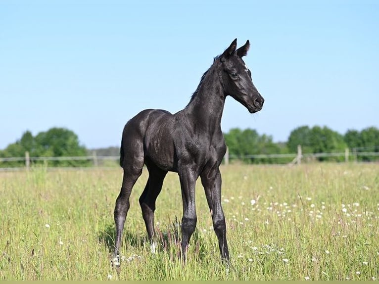 Westphalian Stallion  Black in Reichenwalde