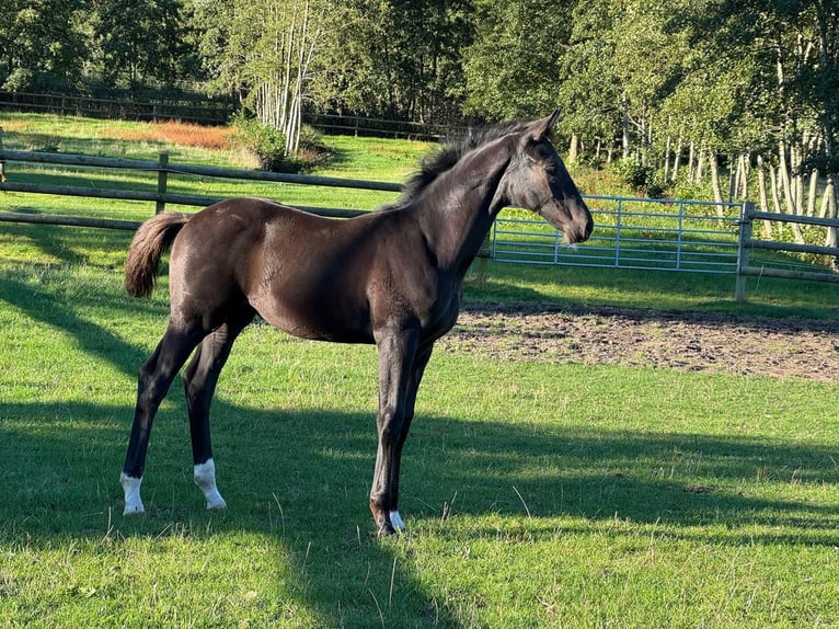 Westphalian Stallion Foal (05/2025) Black in Cuxhaven
