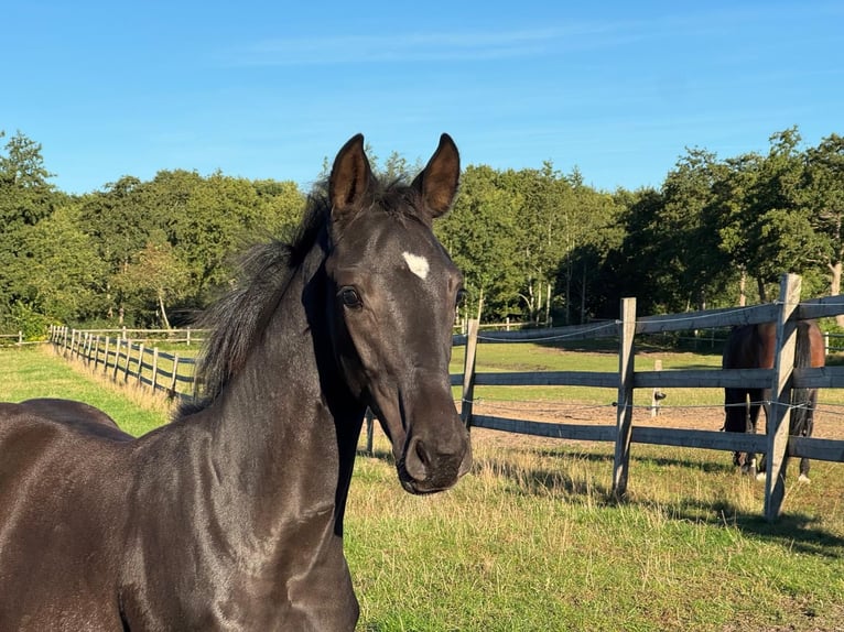 Westphalian Stallion Foal (05/2025) Black in Cuxhaven