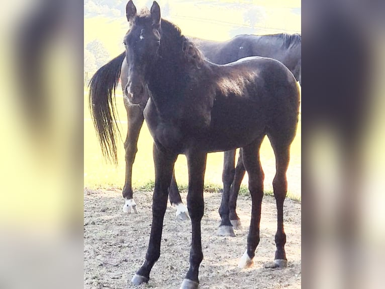 Westphalian Stallion Foal (04/2023) Black in Wenden