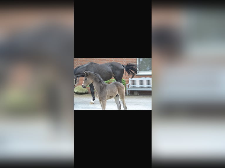 Westphalian Stallion Foal (04/2024) Black in Herzebrock-Clarholz