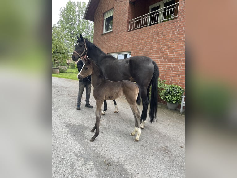 Westphalian Stallion Foal (04/2024) Black in Herzebrock-Clarholz
