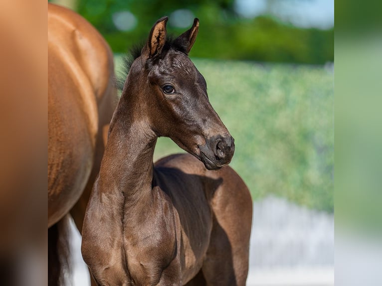 Westphalian Stallion Foal (05/2026) Black in Mnster-Handorf