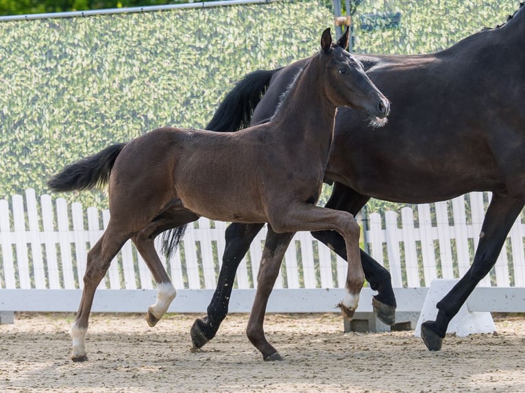 Westphalian Stallion Foal (04/2026) Black in Mnster-Handorf