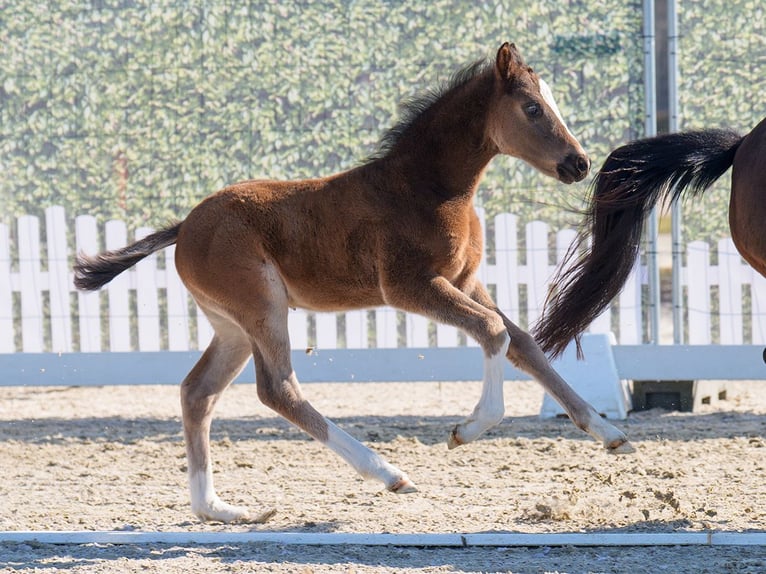 Westphalian Stallion  Black in Mnster-Handorf