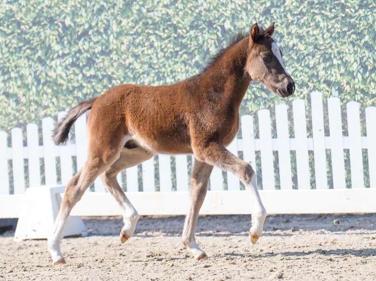 Westphalian Stallion  Black in Mnster-Handorf