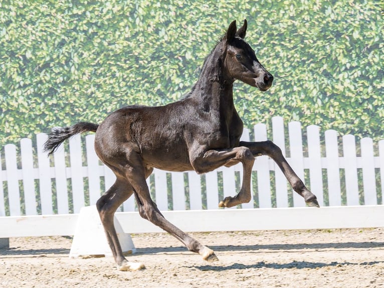 Westphalian Stallion Foal (03/2026) Black in Mnster-Handorf