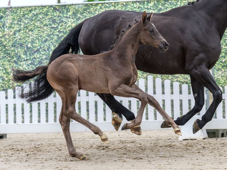 Westphalian Stallion Foal (04/2026) Black in Mnster-Handorf