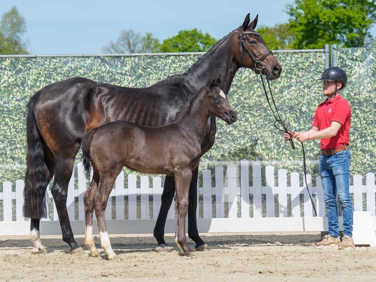 Westphalian Stallion  Black in Mnster-Handorf