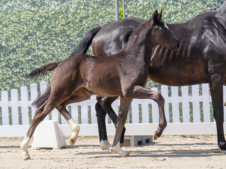 Westphalian Stallion  Black in Mnster-Handorf