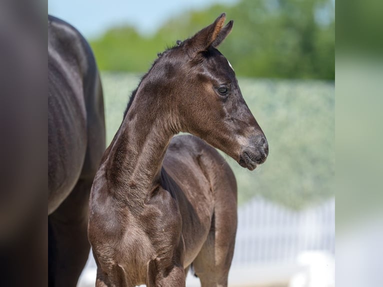Westphalian Stallion  Black in Mnster-Handorf