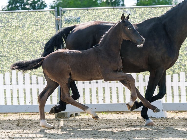 Westphalian Stallion Foal (04/2026) Black in Mnster-Handorf