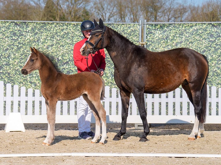 Westphalian Stallion  Black in Mnster-Handorf