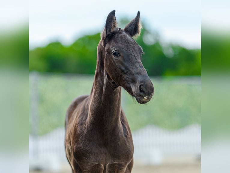 Westphalian Stallion Foal (03/2026) Black in Mnster-Handorf