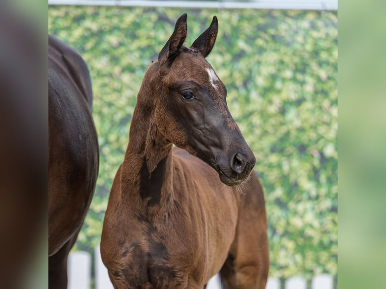 Westphalian Stallion Foal (04/2026) Black in Mnster-Handorf