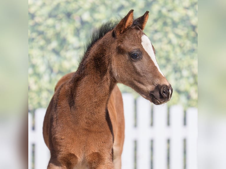Westphalian Stallion  Black in Mnster-Handorf