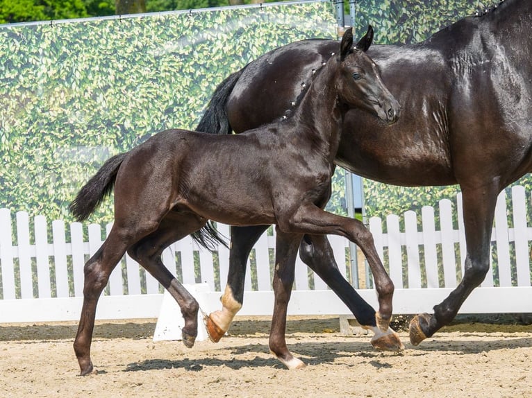 Westphalian Stallion Foal (04/2026) Black in Mnster-Handorf