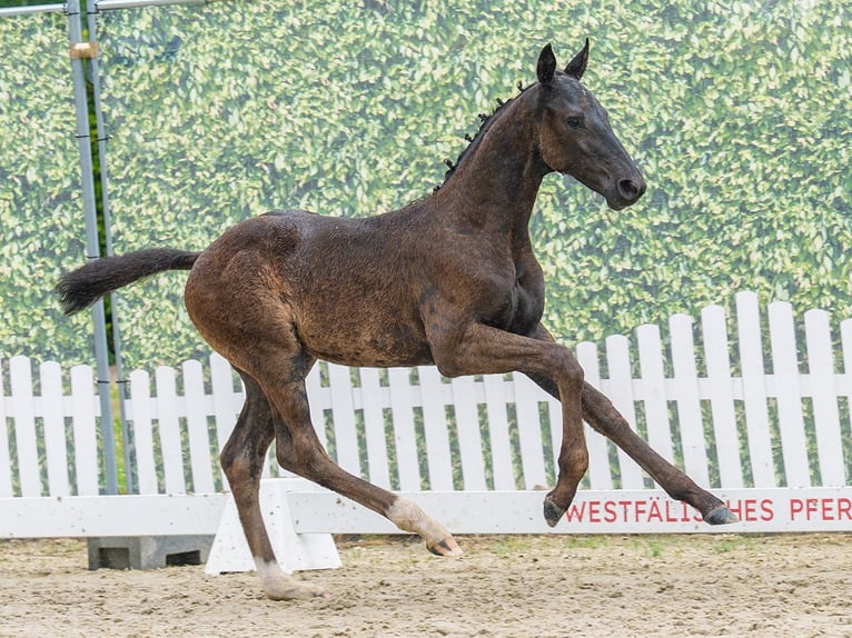 Westphalian Stallion Foal (04/2026) Black in Mnster-Handorf