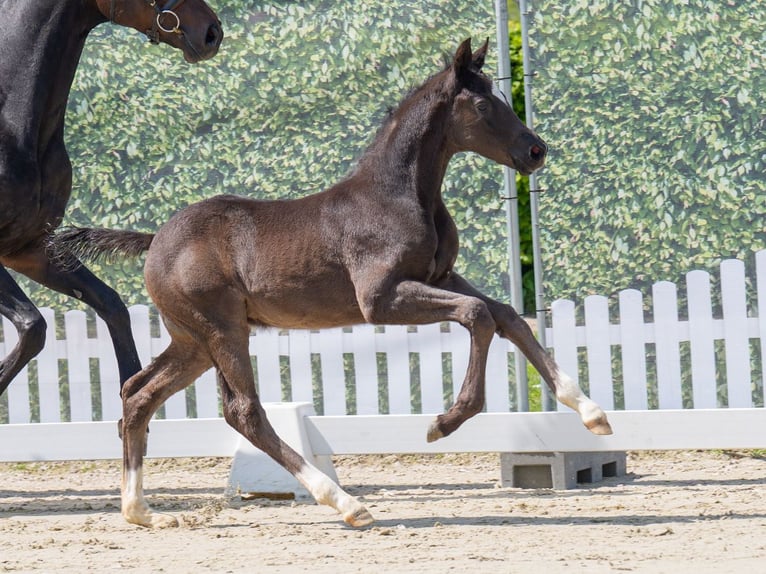 Westphalian Stallion  Black in Mnster-Handorf