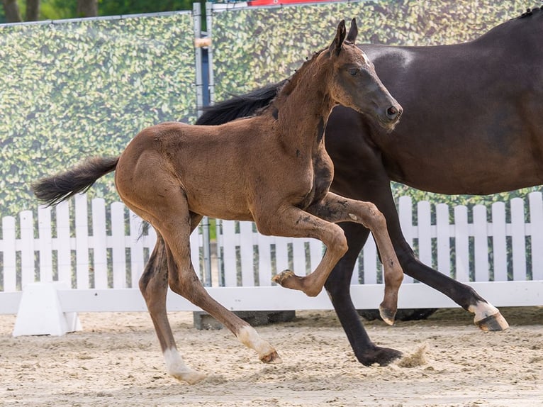 Westphalian Stallion Foal (04/2026) Black in Mnster-Handorf