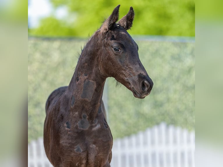 Westphalian Stallion Foal (03/2026) Black in Mnster-Handorf