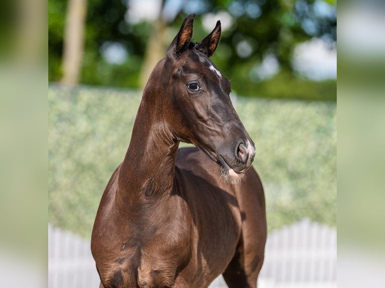 Westphalian Stallion Foal (04/2026) Black in Mnster-Handorf
