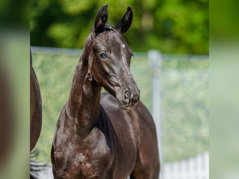 Westphalian Stallion Foal (04/2026) Black in Mnster-Handorf