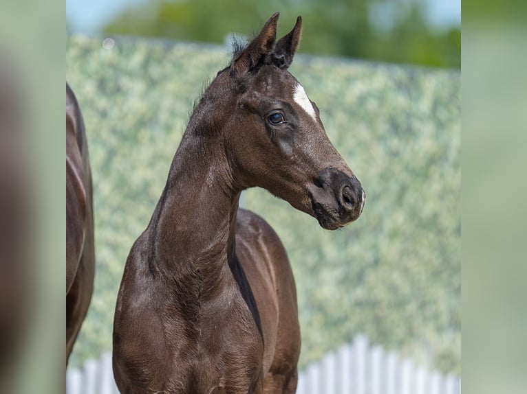 Westphalian Stallion  Black in Mnster-Handorf