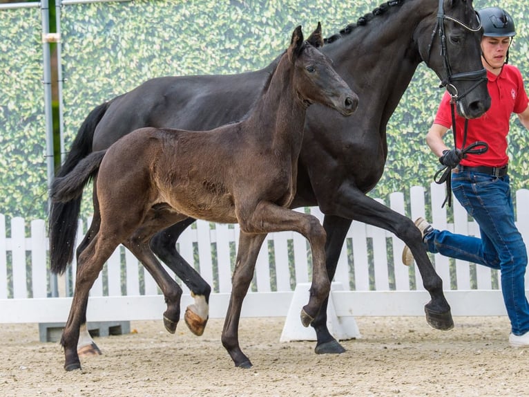 Westphalian Stallion Foal (03/2026) Black in Mnster-Handorf
