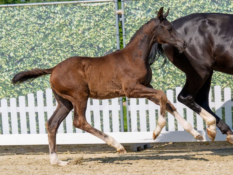 Westphalian Stallion Foal (04/2026) Black in Mnster-Handorf