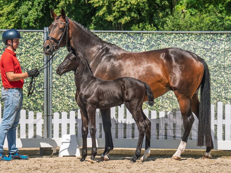 Westphalian Stallion  Black in M&#xFC;nster Handorf
