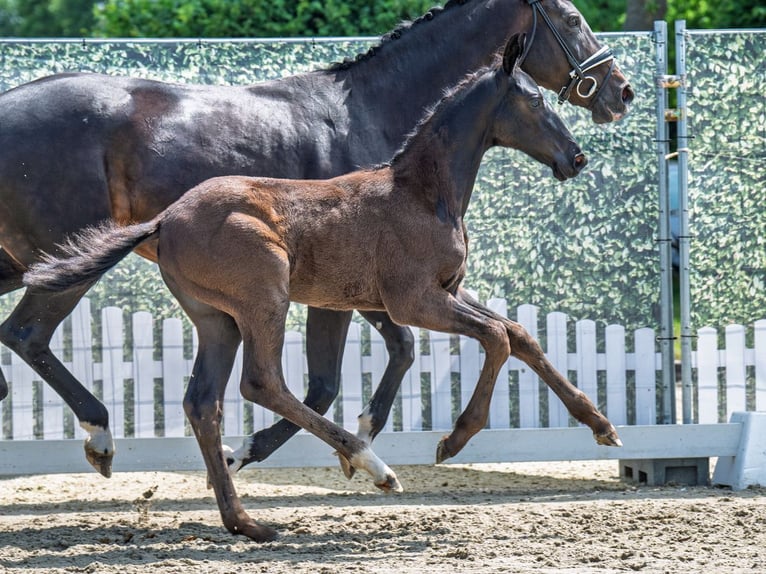 Westphalian Stallion  Black in M&#xFC;nster Handorf