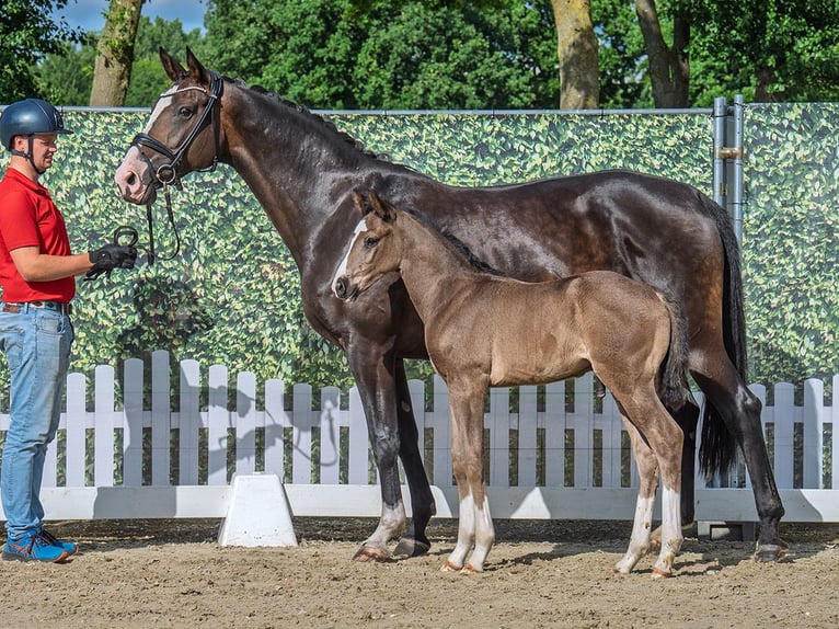 Westphalian Stallion  Black in M&#xFC;nster Handorf
