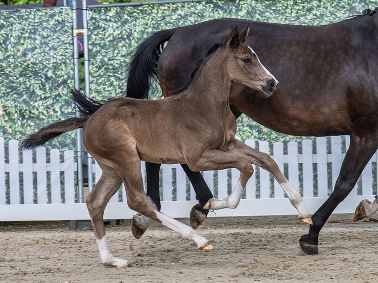 Westphalian Stallion  Black in M&#xFC;nster Handorf