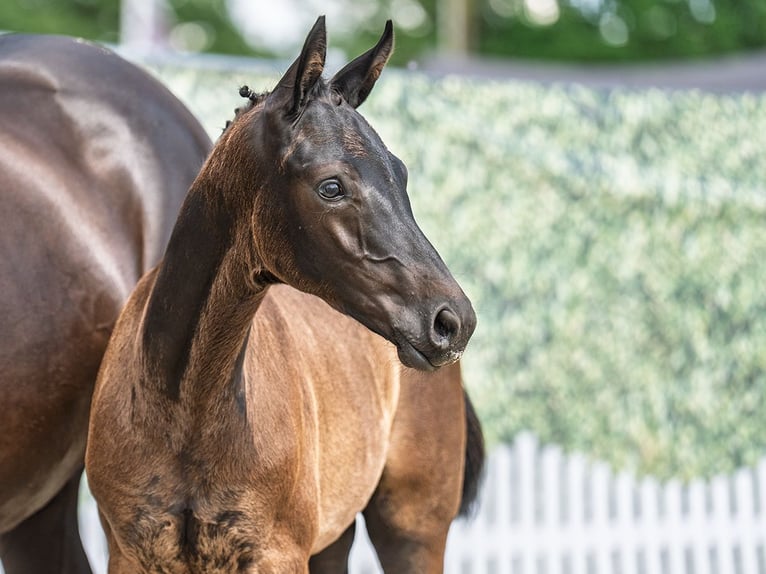 Westphalian Stallion  Black in M&#xFC;nster Handorf