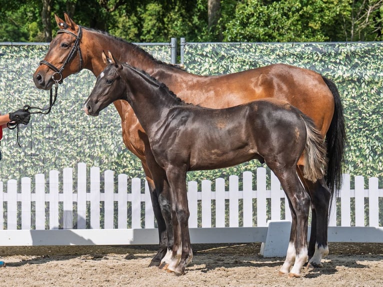Westphalian Stallion  Black in M&#xFC;nster Handorf