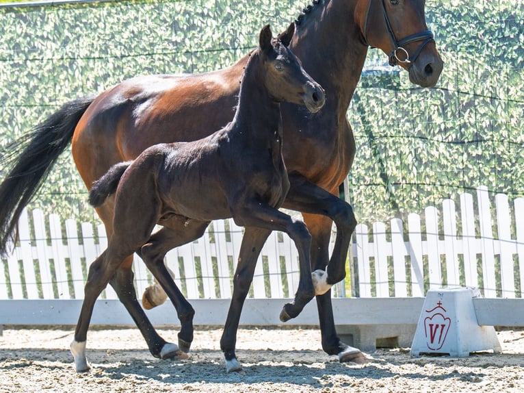 Westphalian Stallion  Black in M&#xFC;nster Handorf