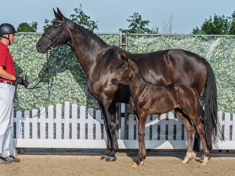 Westphalian Stallion Foal (06/2025) Black in M&#xFC;nster-Handorf