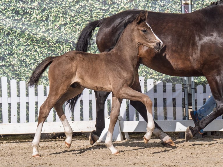Westphalian Stallion  Black in M&#xFC;nster Handorf